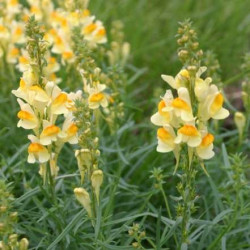 Linaria vulgaris