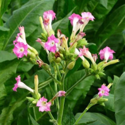 Tabacum nicotiana