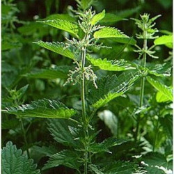 Urtica dioica